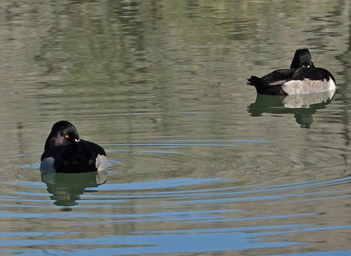 ringand - ML646809694