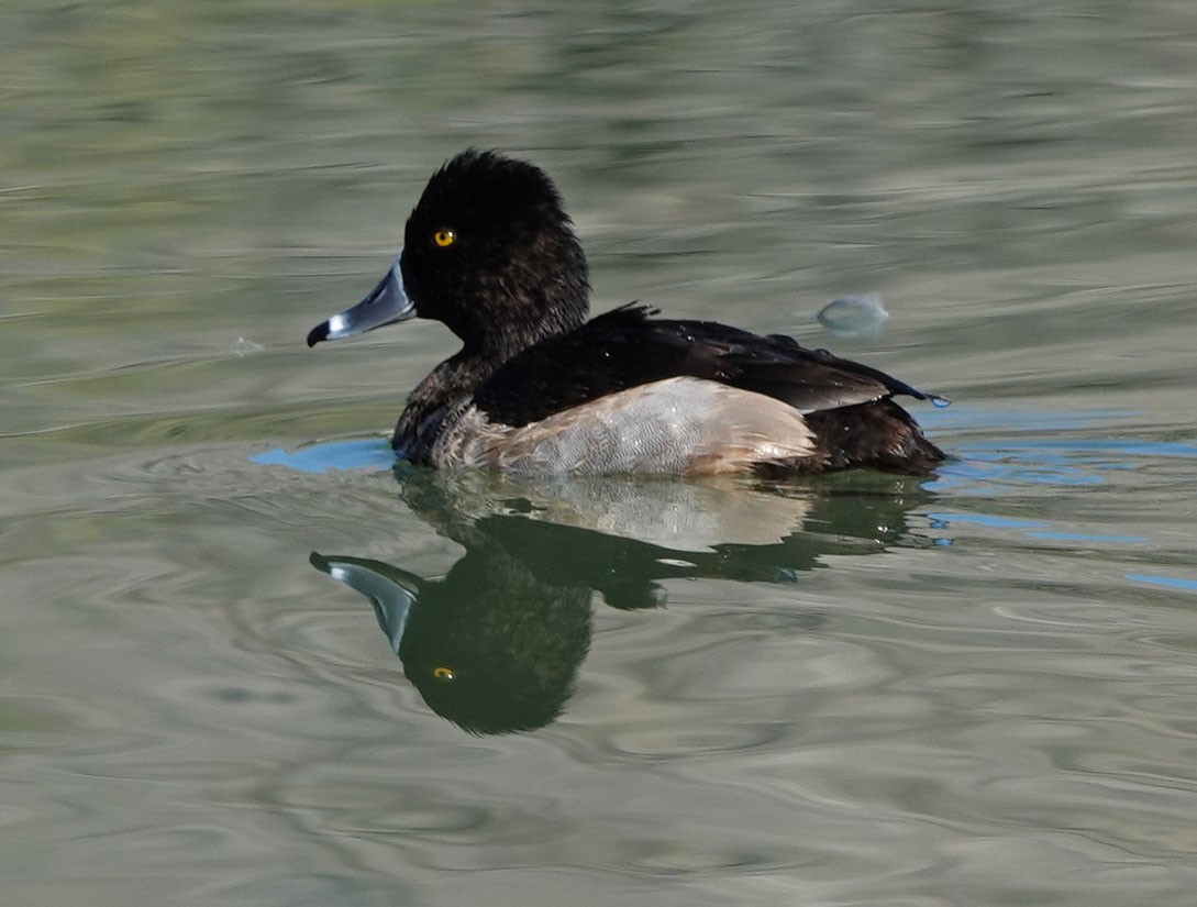 ringand - ML646809695