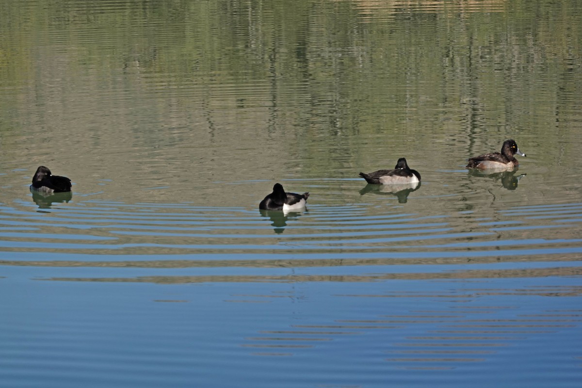 ringand - ML646809696