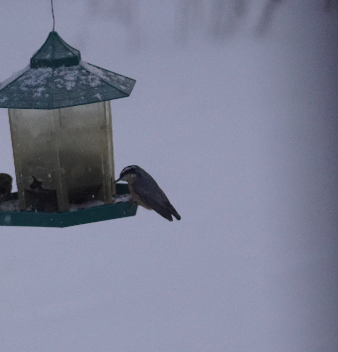 סיטה קנדית - ML646809697