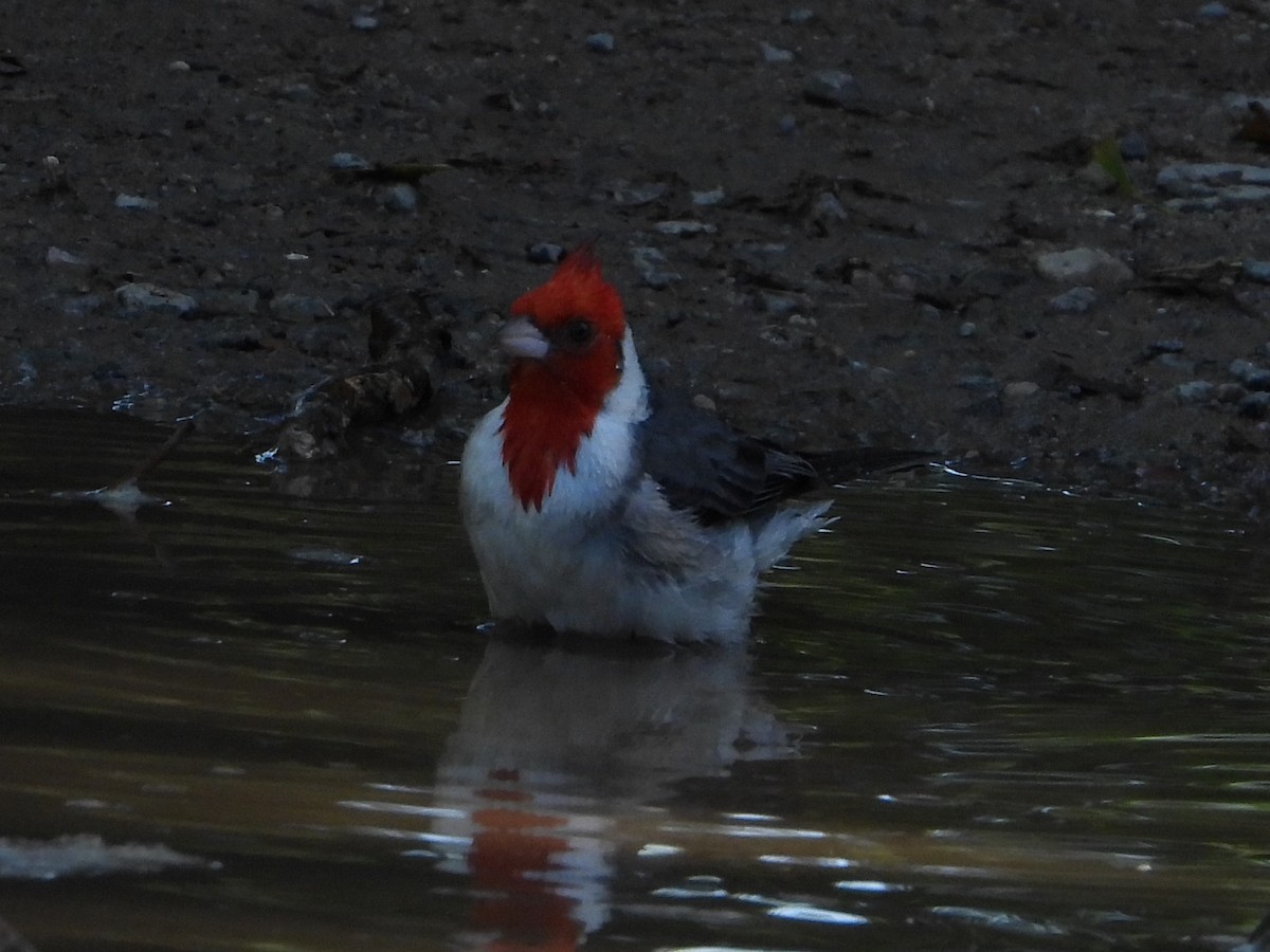 Red-crested Cardinal - ML646809698
