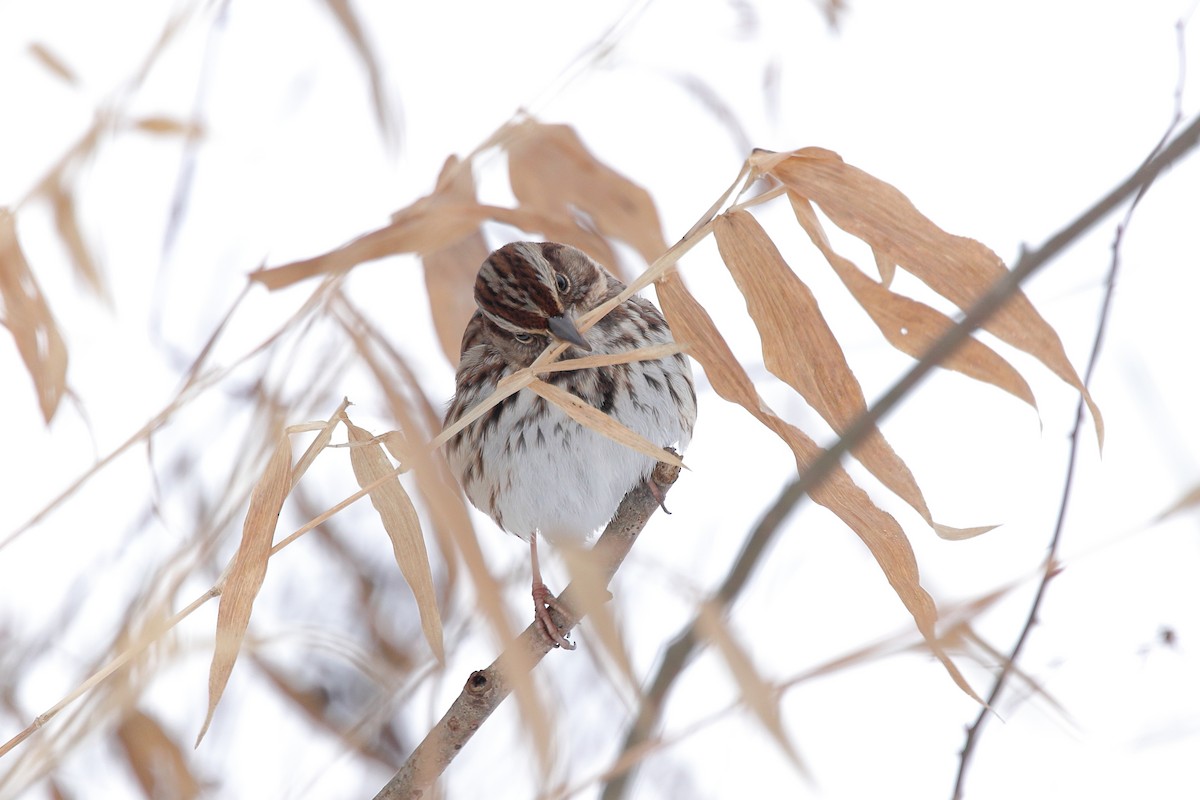 Певчая овсянка - ML646809699