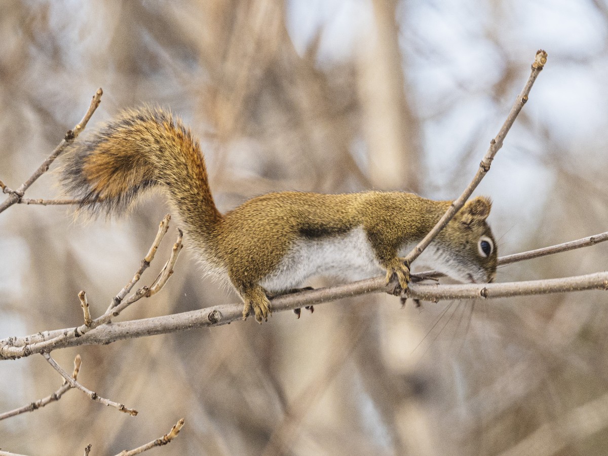 Animals - ML646809702