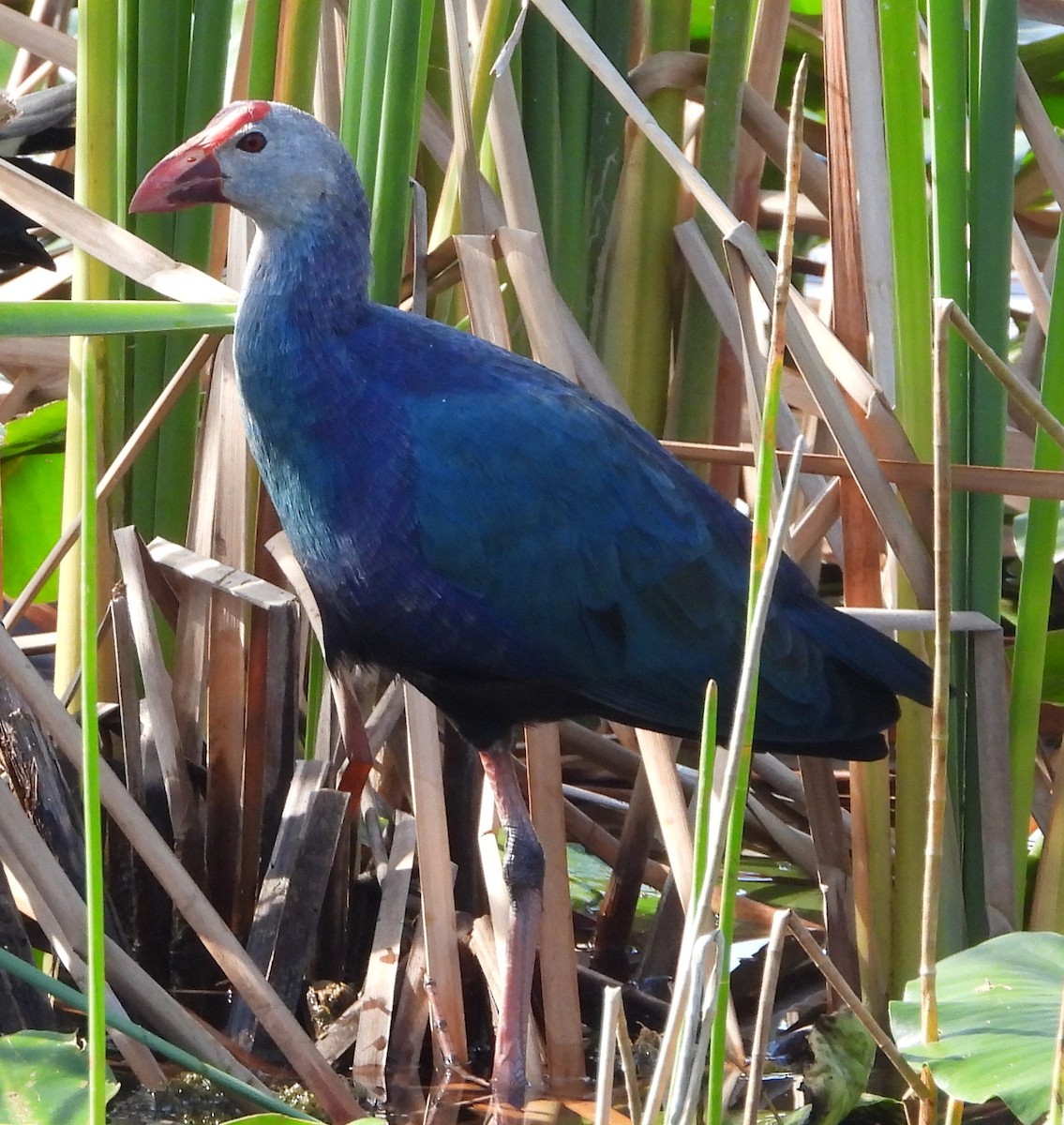 Gray-headed Swamphen - ML646809703