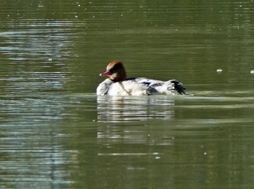 laksand - ML646809704