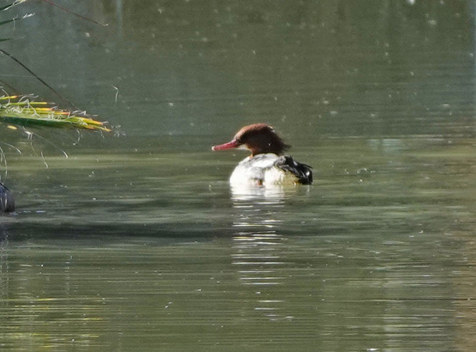 laksand - ML646809705