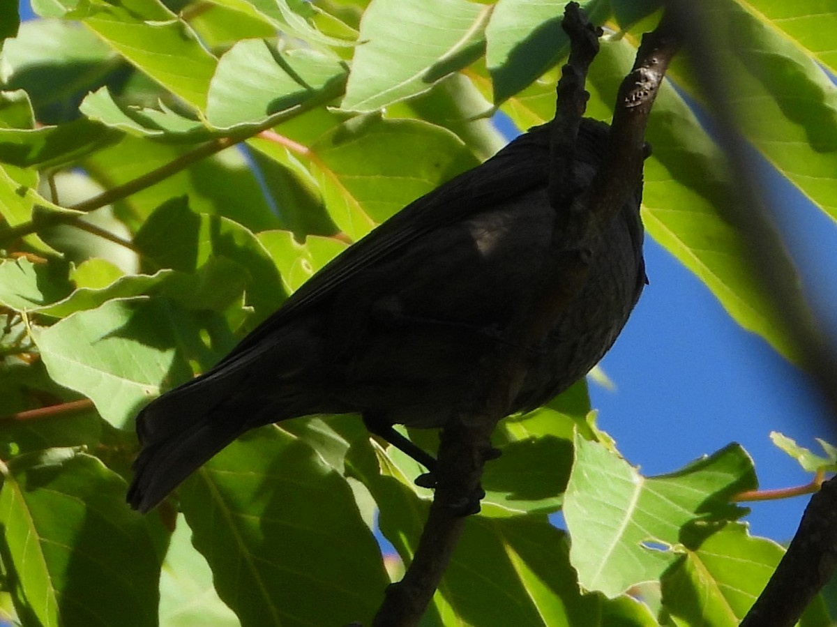 Sayaca Tanager - ML646809706