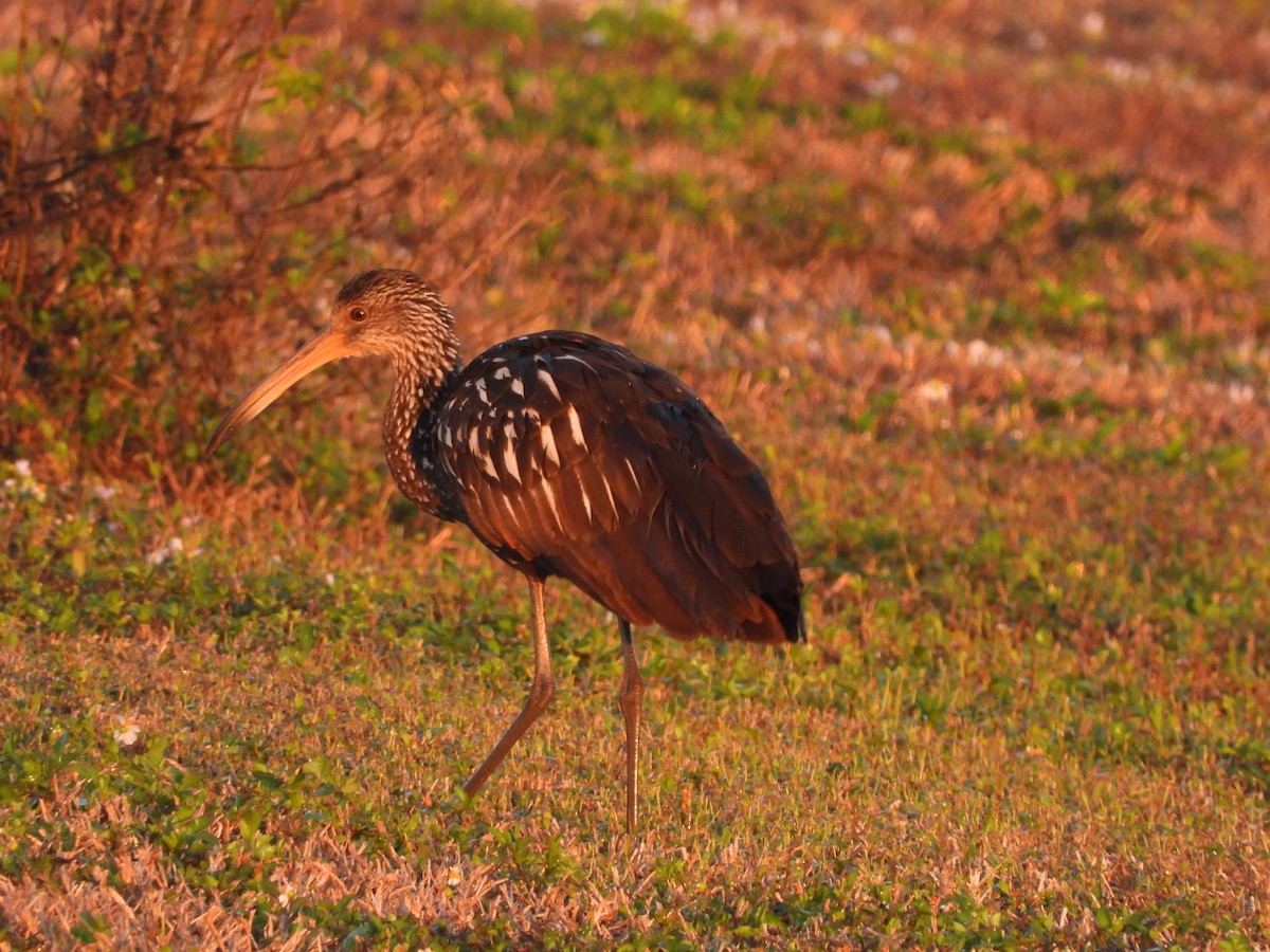 Limpkin - ML646809707