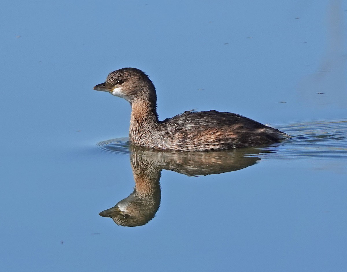 ringnebbdykker - ML646809708