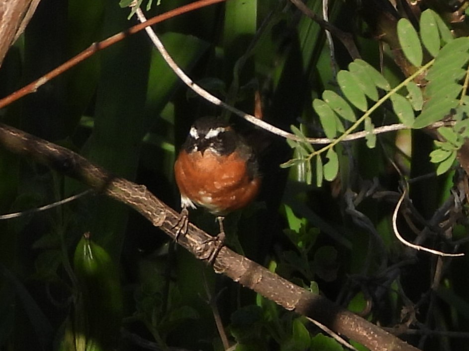 Black-and-rufous Warbling Finch - ML646809710