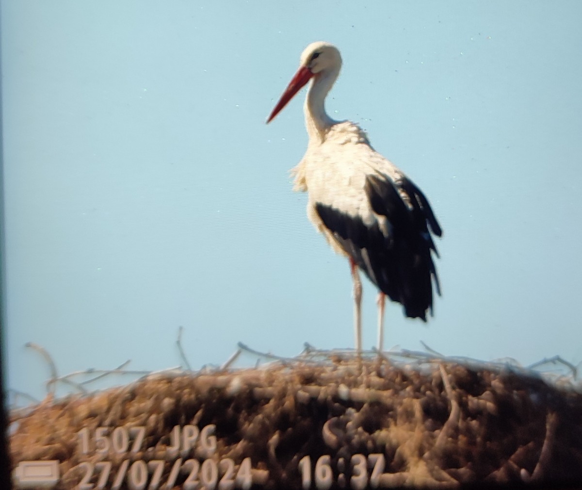 White Stork - ML646809711