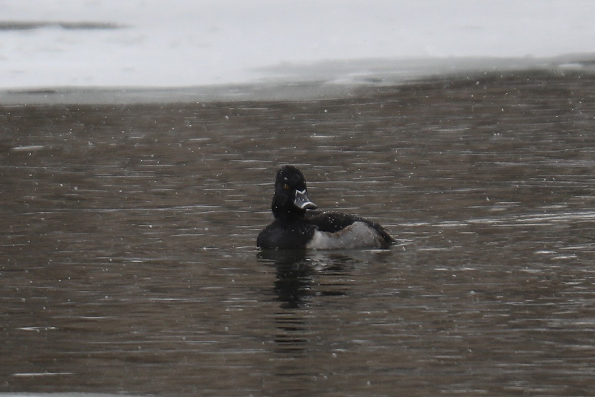 Ring-necked Duck - ML646809712