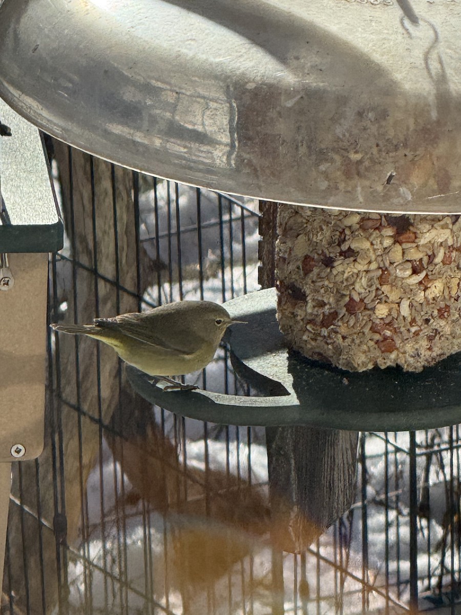 Reinita Coroninaranja - ML646809713