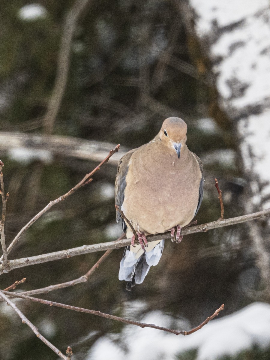 Zenaida arrunta - ML646809717