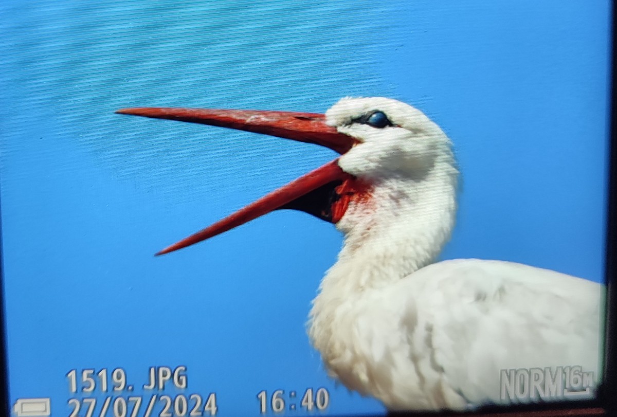 White Stork - ML646809718