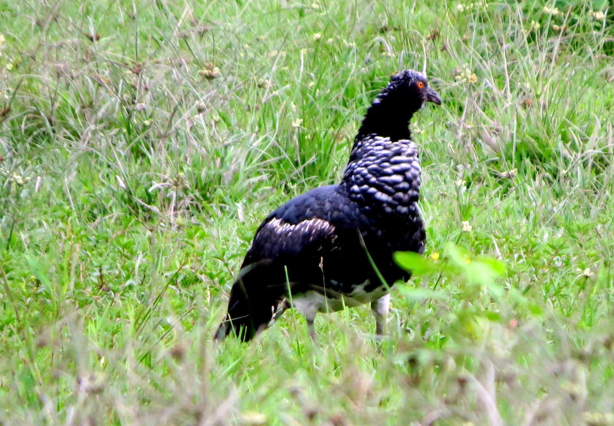 kamiš růžkatý - ML646809720