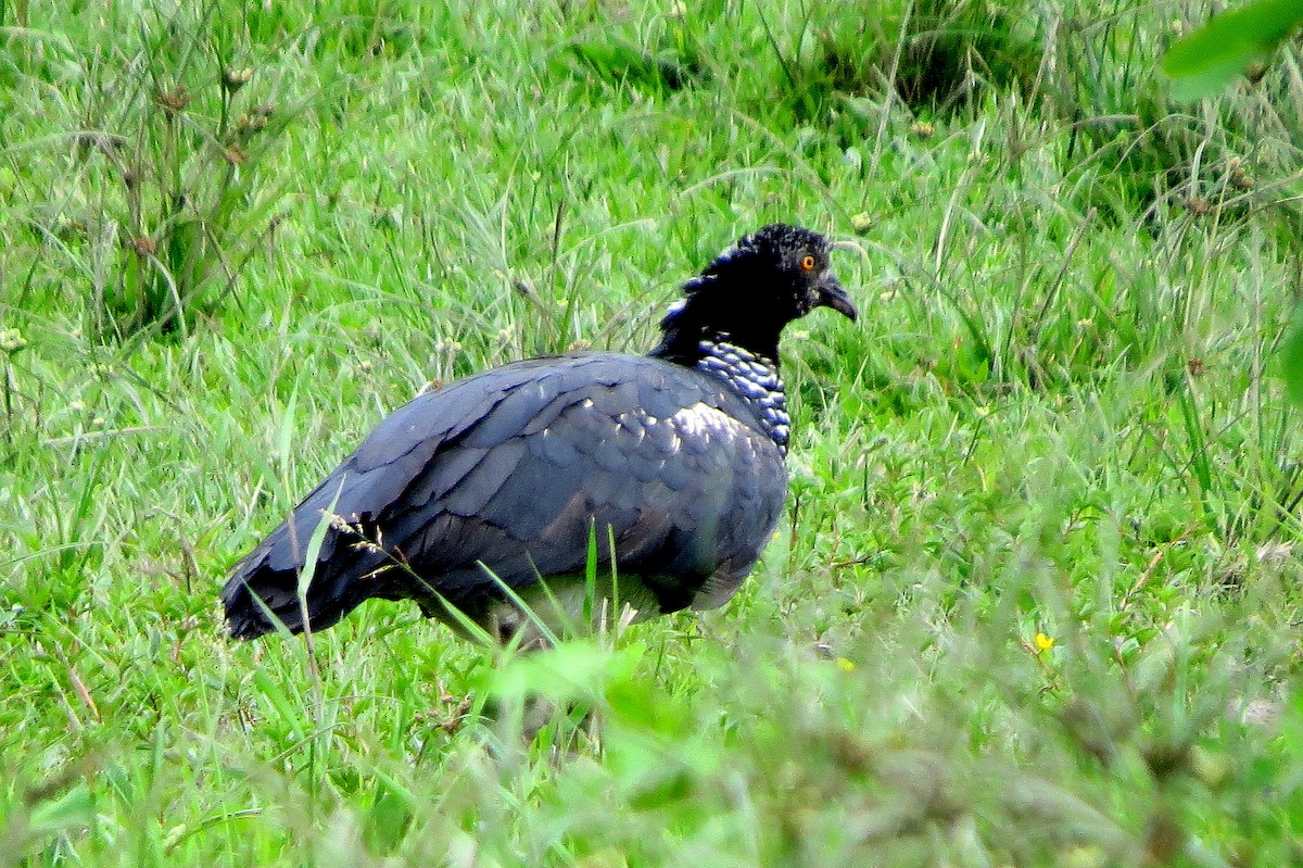 kamiš růžkatý - ML646809721