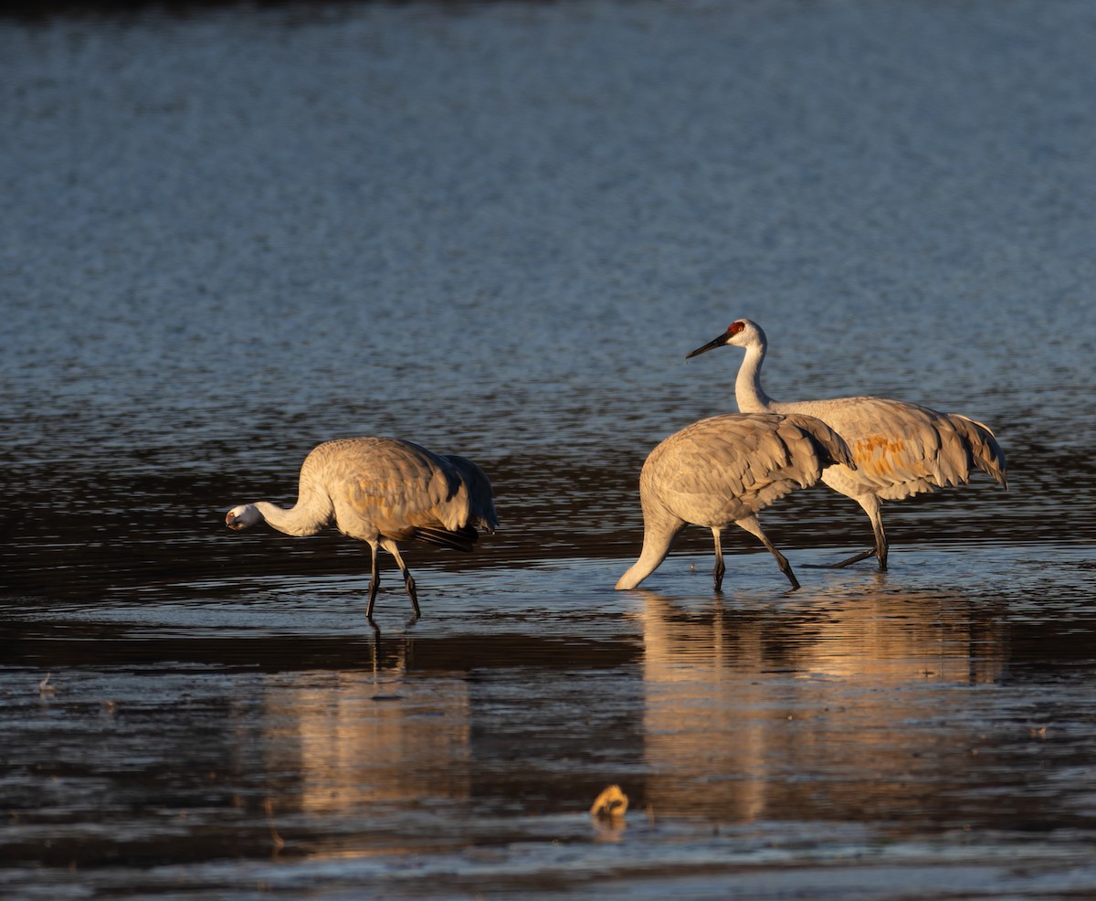Sandhill Crane - ML646809722