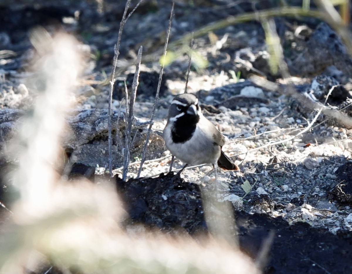 svartstrupespurv - ML646809723