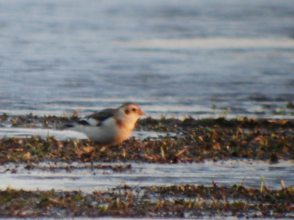 Snow Bunting - ML646809724