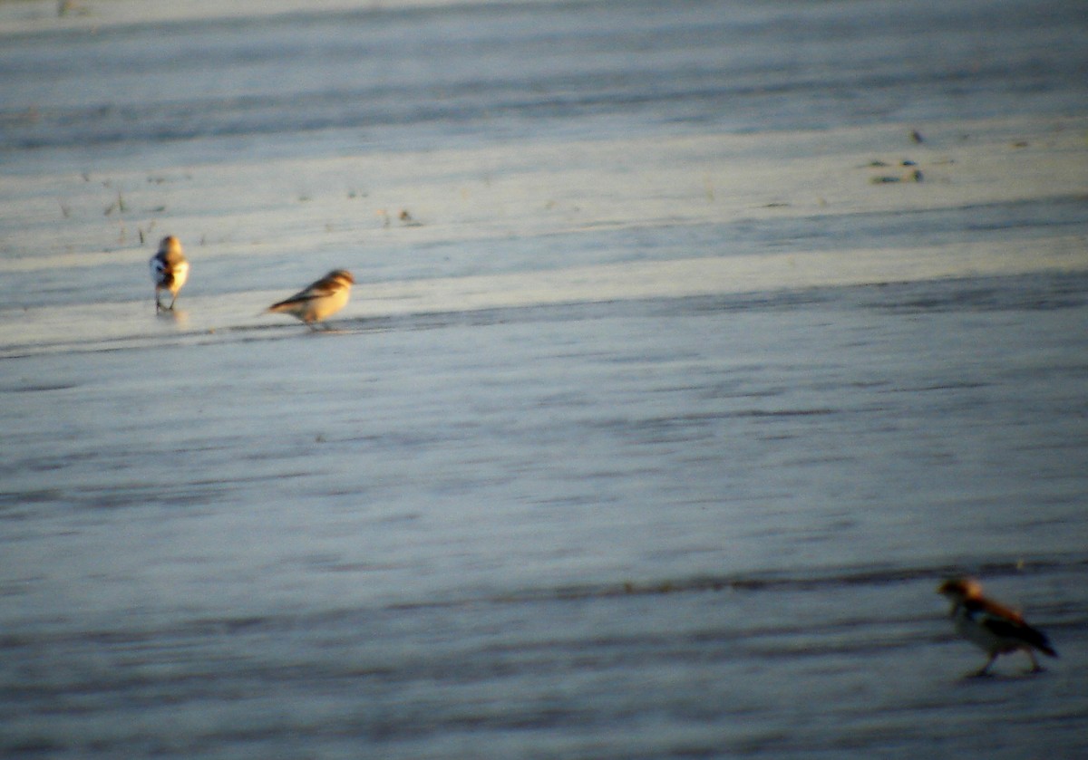 Snow Bunting - ML646809725