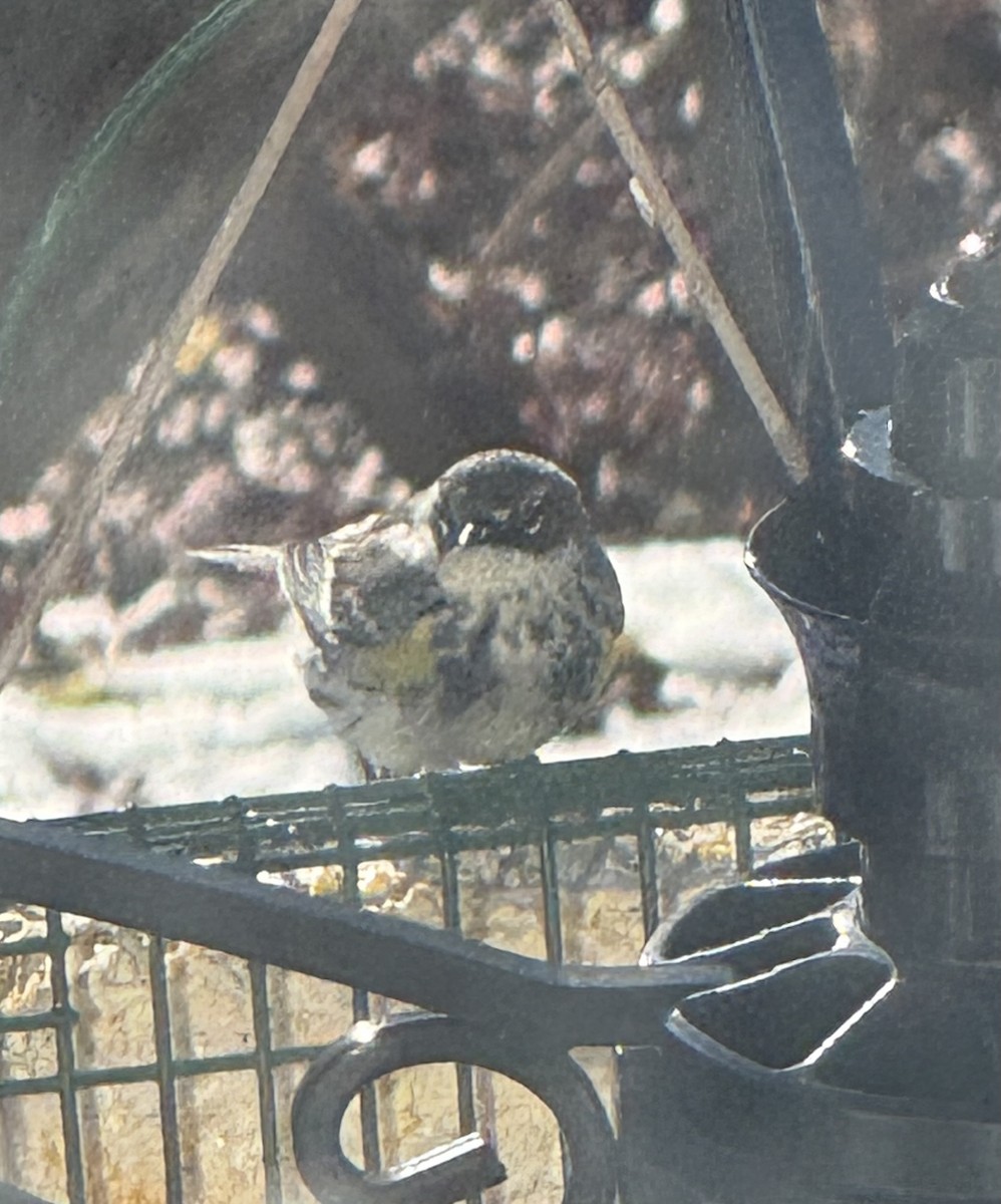 Reinita Coronada - ML646809727