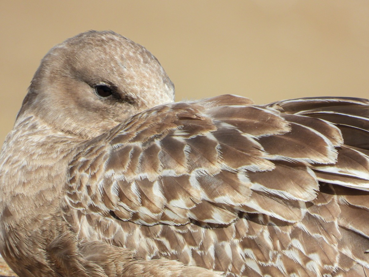 Gaviota Argéntea Americana - ML646809728