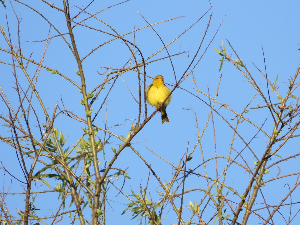 Saffron Finch - ML646809729