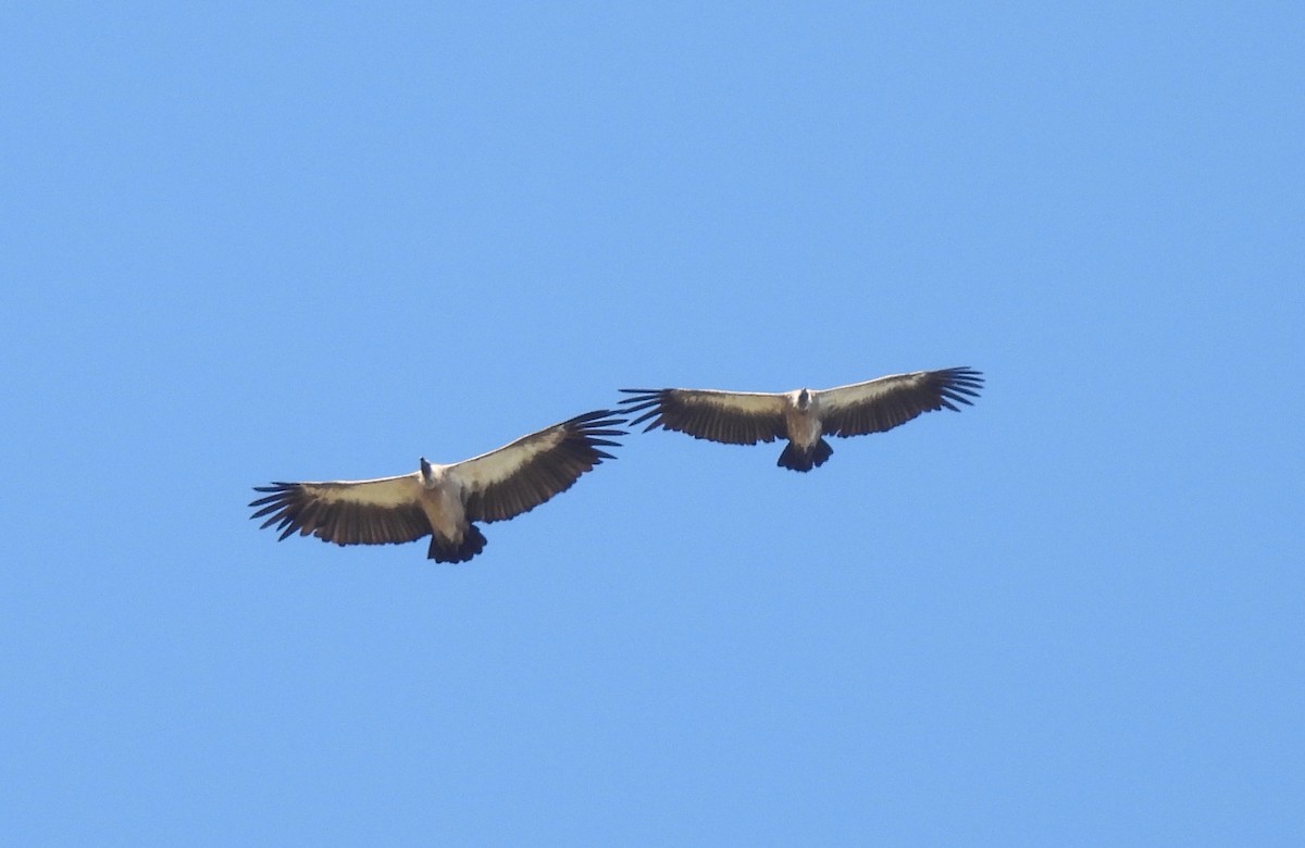 Buitre Dorsiblanco Africano - ML646809730