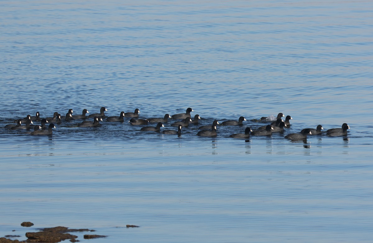 American Coot - ML646809732