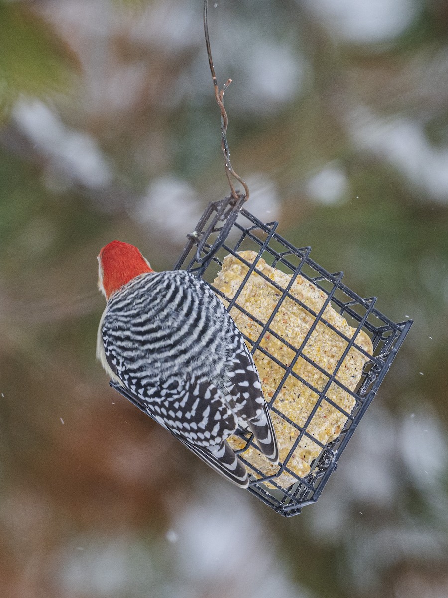 Red-bellied Woodpecker - ML646809733