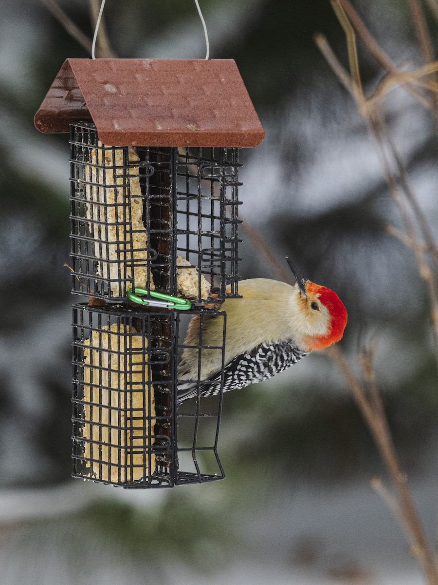 Red-bellied Woodpecker - ML646809734