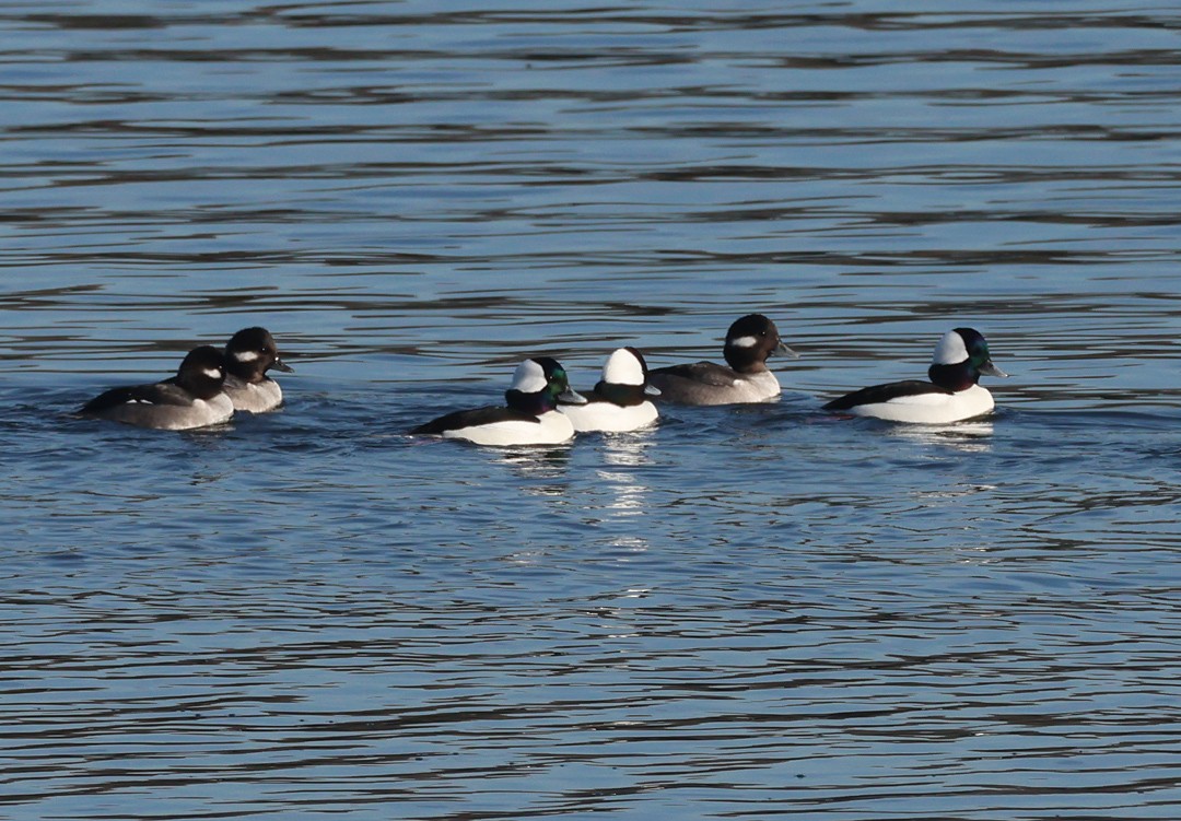 hohol bělavý - ML646809736