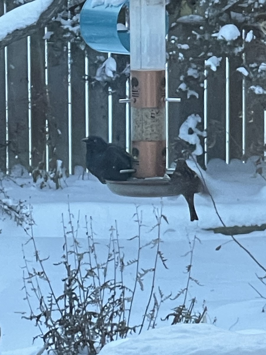 Common Grackle - ML646809737