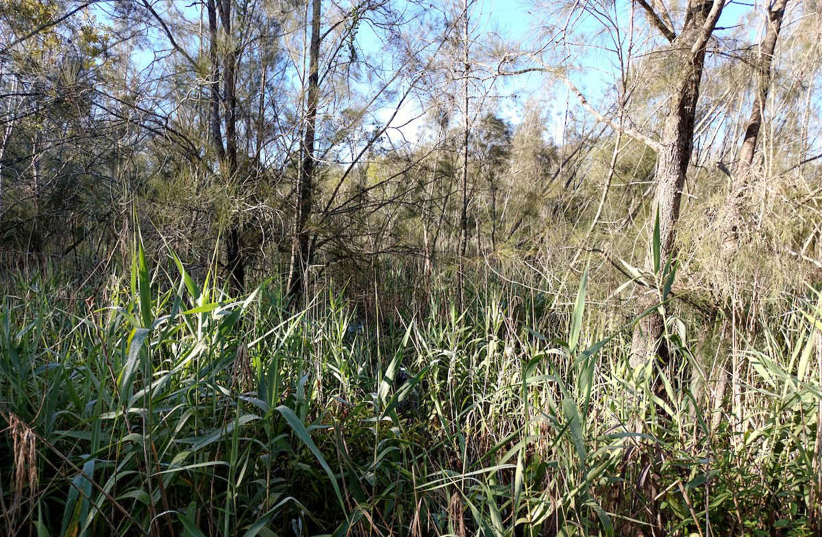 Бугайчик австралійський - ML646809738