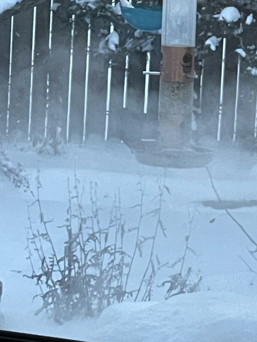 Common Grackle - ML646809739