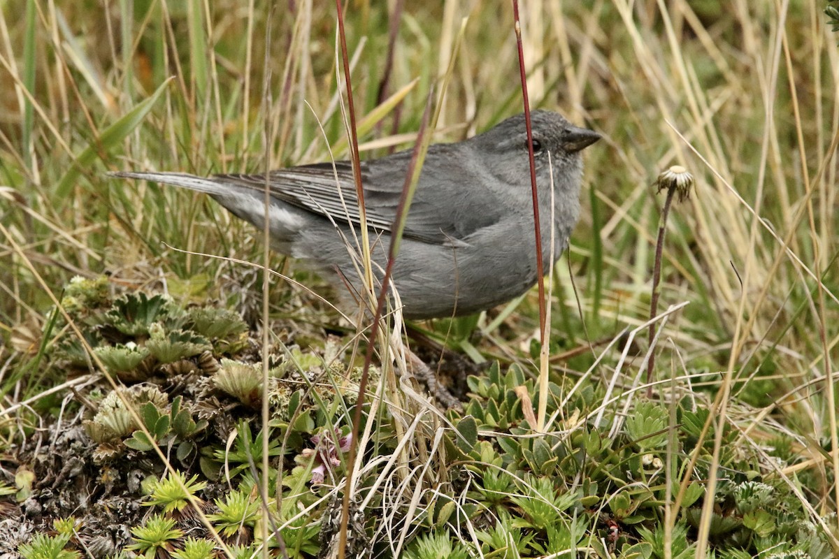 Свинцово-серый овсяночник - ML646809741