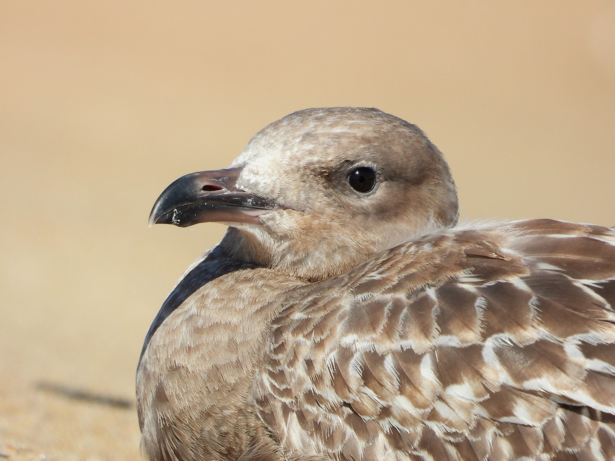 Gaviota Argéntea Americana - ML646809742