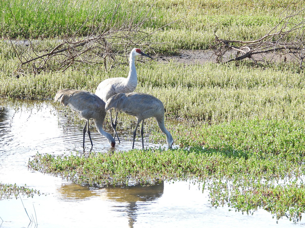 Sandhill Crane - ML646809743