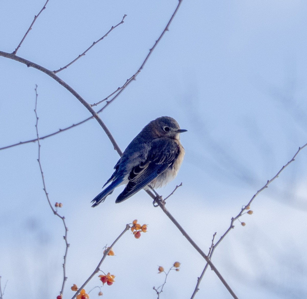 Rotkehl-Hüttensänger - ML646809744