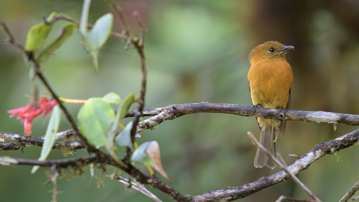 Tarçın Kızılı Sinekkapan - ML646809746