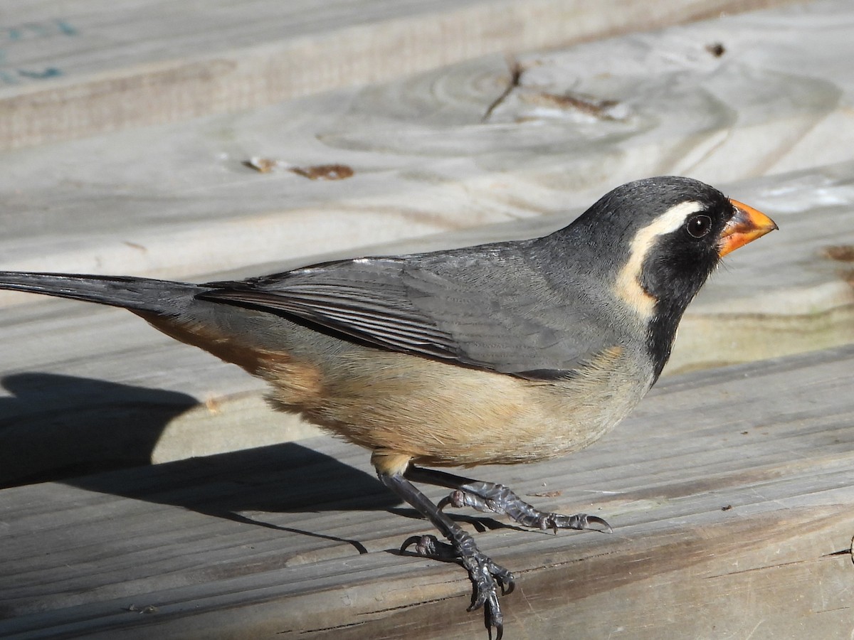 Golden-billed Saltator - ML646809747