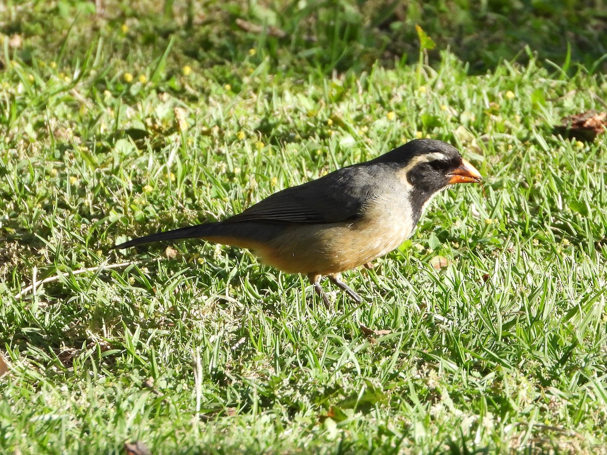 Golden-billed Saltator - ML646809748