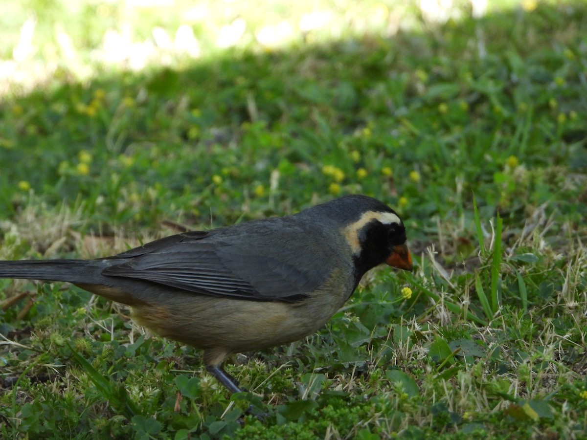 Golden-billed Saltator - ML646809749