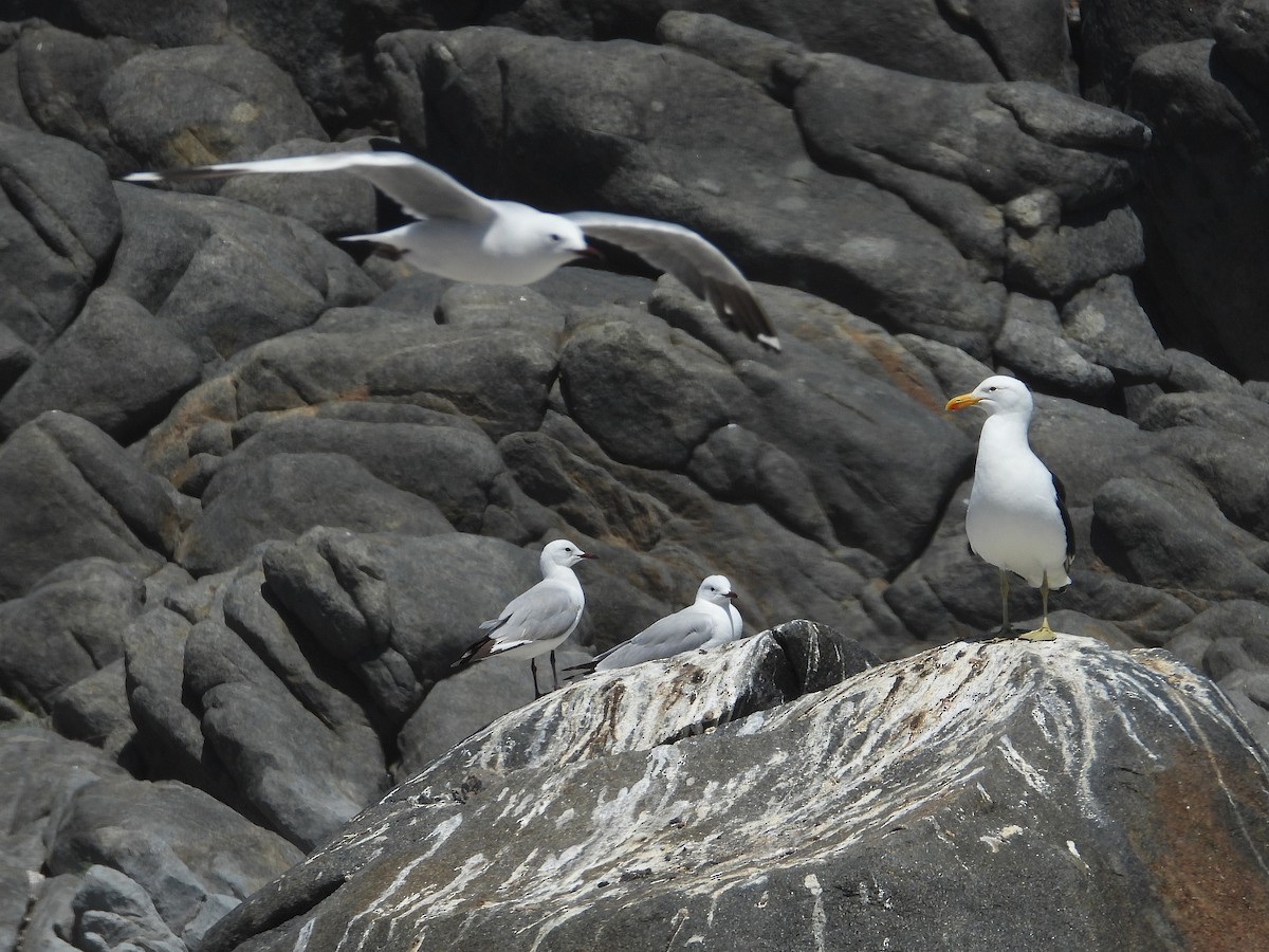 Капская чайка - ML646809750