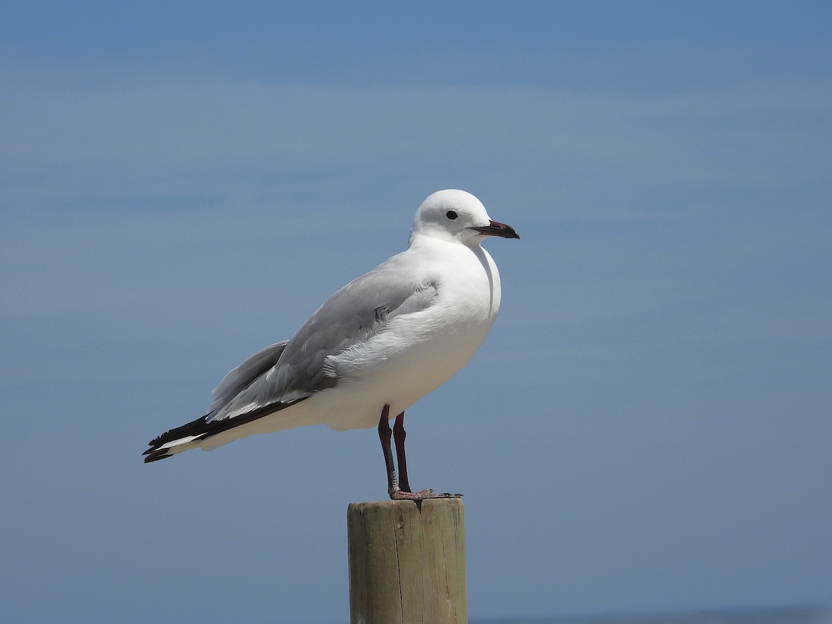 Капская чайка - ML646809751