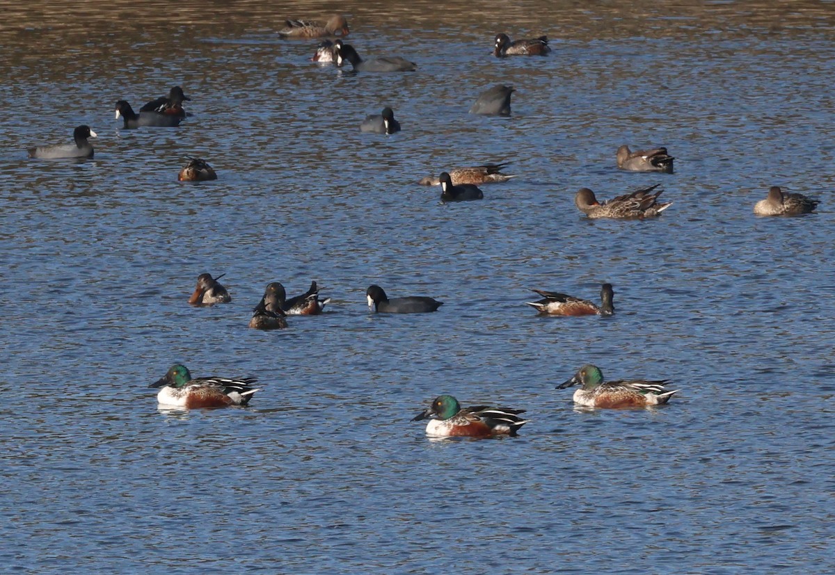 lžičák pestrý - ML646809752