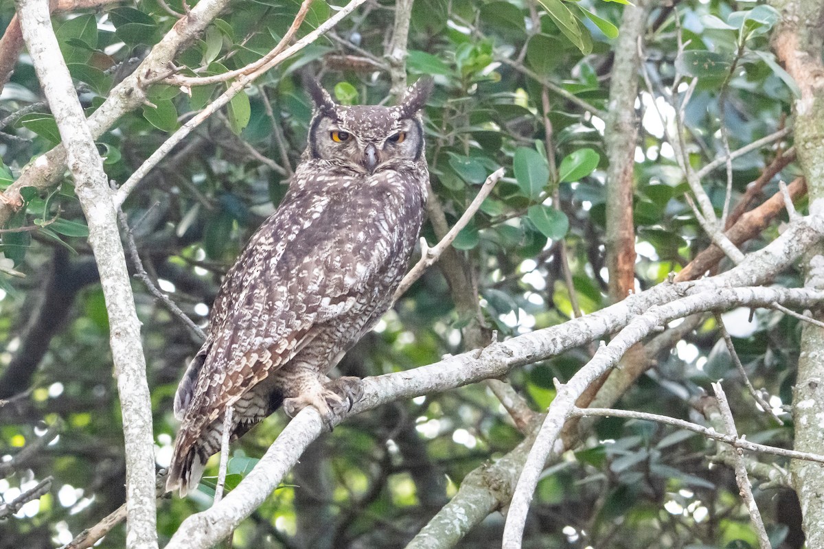 Spotted Eagle-Owl - ML646809753
