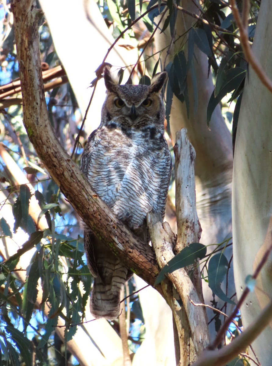Great Horned Owl - ML646809756