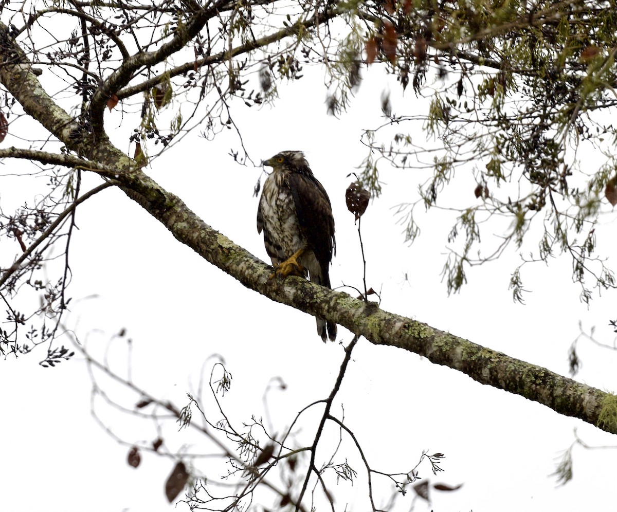 鳳頭蒼鷹 - ML646809758